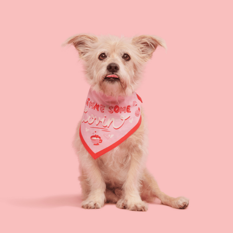 BOX ATB 211795 THE VALENTINES DAY BANDANA S M DUSTIN 0400 1200x800 9b9f185