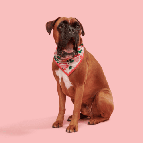 BOX ATB 211796 THE VALENTINES DAY BANDANA M L GUILIO 0071 1200x800 9b9f185