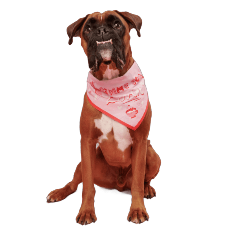 BOX ATB 211796 THE VALENTINES DAY BANDANA M L GUILIO 0120 1200x800 9b9f185 1 isnet anime