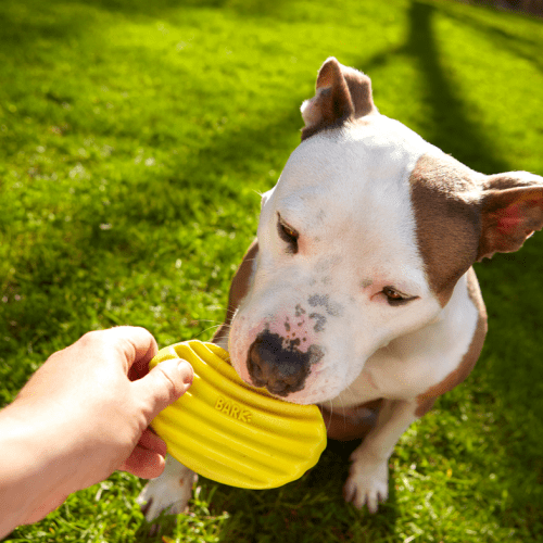 BarkBox day2 794 100 1200x800 9b9f185