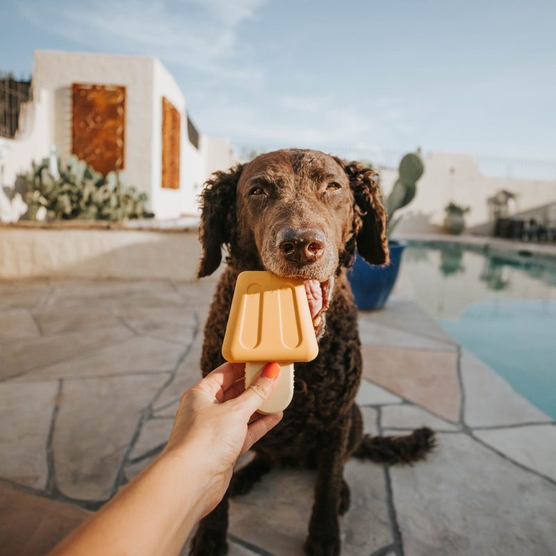 Pupsicle Dog Poolside f20a6a8d 7cae 491e afb9 5ed0f2266241